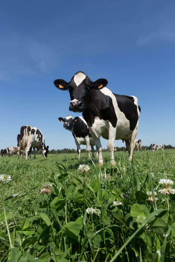 Bien-etre-animal-charte-de-bonnes-pratiques-d-elevage-vaches-laitieres-grand-fermage