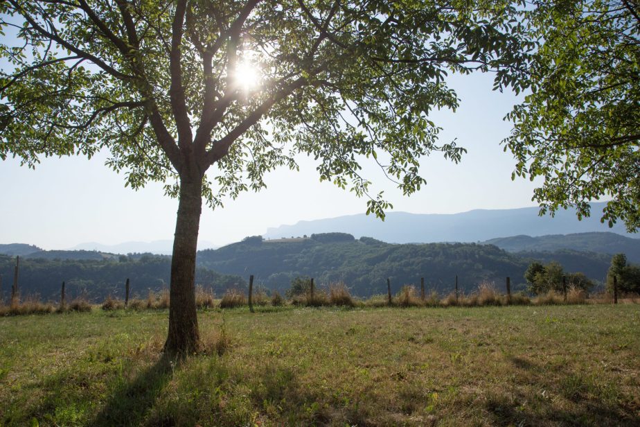 Biodiversite-arbre-noyer-eleveur-vaches-laitieres-grand-fermage