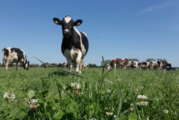 biodiversity-living-species-life-cows-dairy-breeders-farming