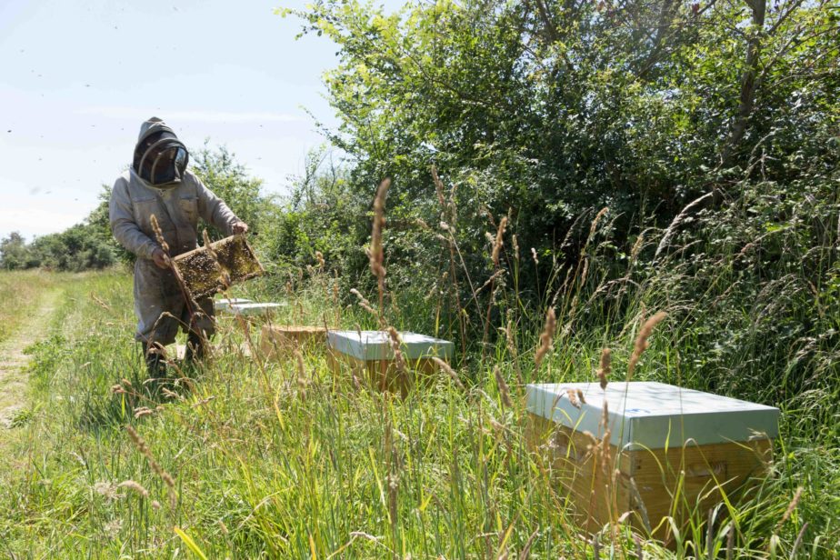 Biodiversite-ruches-abeilles-pollinisateur-grand-fermage