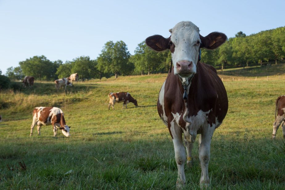 Biodiversite-vaches-laitieres-prairies-grand-fermage