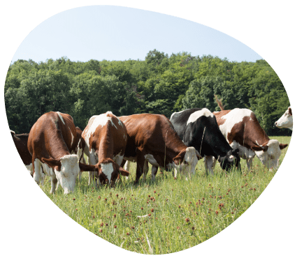 Bulle-bien-etre-animal-alimentation-herbe-paturage-vaches-laitieres-grand-fermage