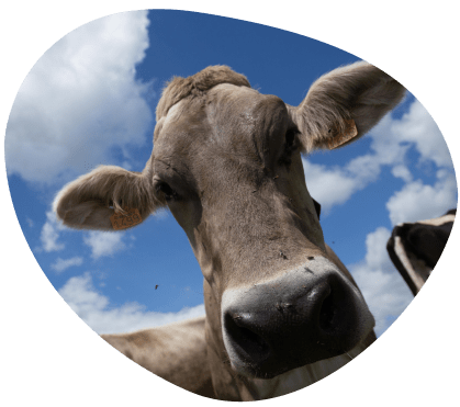 Bulle-bien-etre-animal-le-saviez-vous-vaches-laitieres-grand-fermage