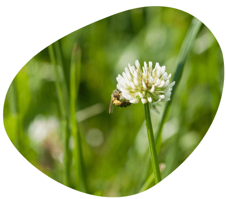 Bulle-biodiversite-eleveur-vaches-laitieres-grand-fermage