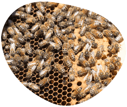 Bulle-le-saviez-vous-abeilles-biodiversite-grand-fermage