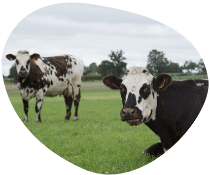 Bulle-le-saviez-vous-territoire-normandie-vaches-laitieres-grand-fermage