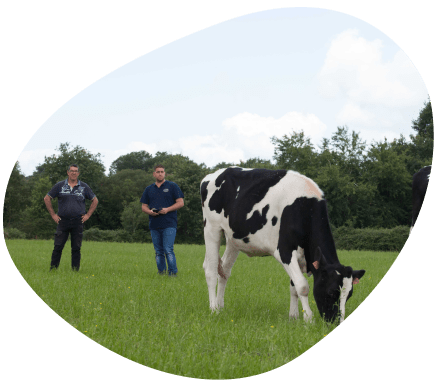 Bulle-territoire-pays-de-la-loire-vaches-laitieres-grand-fermage