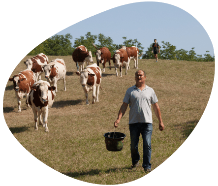 Bulle-territoire-rhone-alpes-eleveur-vaches-laitieres-grand-fermage