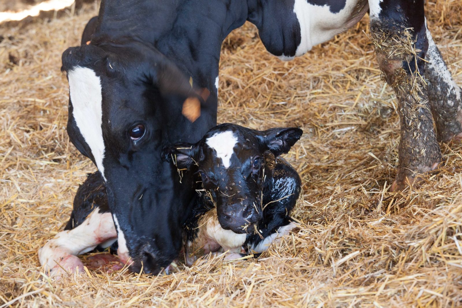 Julien-quotidien-eleveur-vaches-laitieres-naissance-veau-grand-fermage