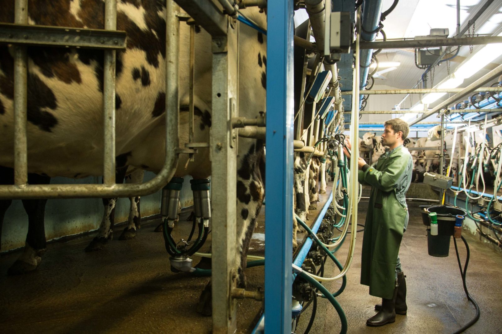 Nicolas-quotidien-eleveur-vaches-laitieres-traite-grand-fermage