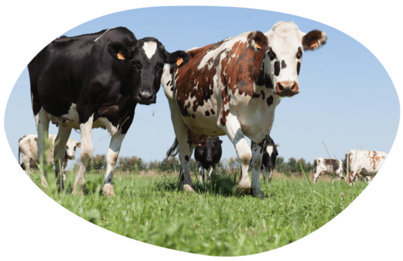 otre-modele-cooperatif-une-fierte-eleveurs-vaches-laitieres-grand-fermage