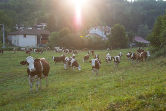Qui-sommes-nous-eleveurs-vaches-laitieres-au-coeur-de-la-vie-economique-locale-dynamique-grand-fermage