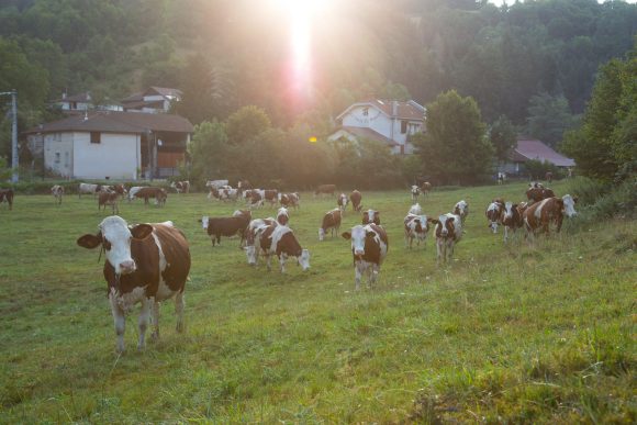 Qui-sommes-nous-eleveurs-vaches-laitieres-au-coeur-de-la-vie-economique-locale-dynamique-grand-fermage