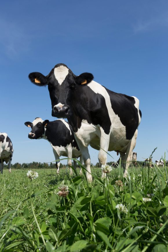 Qui-sommes-nous-eleveurs-vaches-laitieres-reunis-en-cooperative-grand-fermage