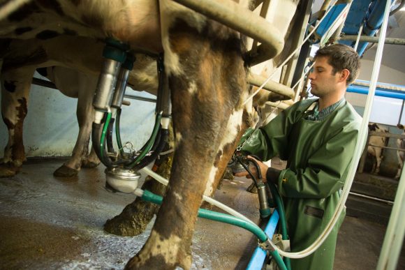 Qui-sommes-nous-eleveurs-vaches-laitieres-traite-lait-grand-fermage