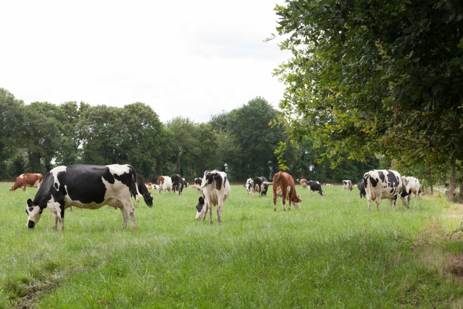 Territoire-bretagne-vaches-laitieres-terres-fertiles-de-l-ouest-grand-fermage