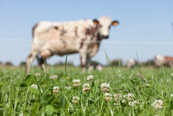 Territoire-centre-val-de-loire-biodiversite-trefles-vaches-laitieres-grand-fermage