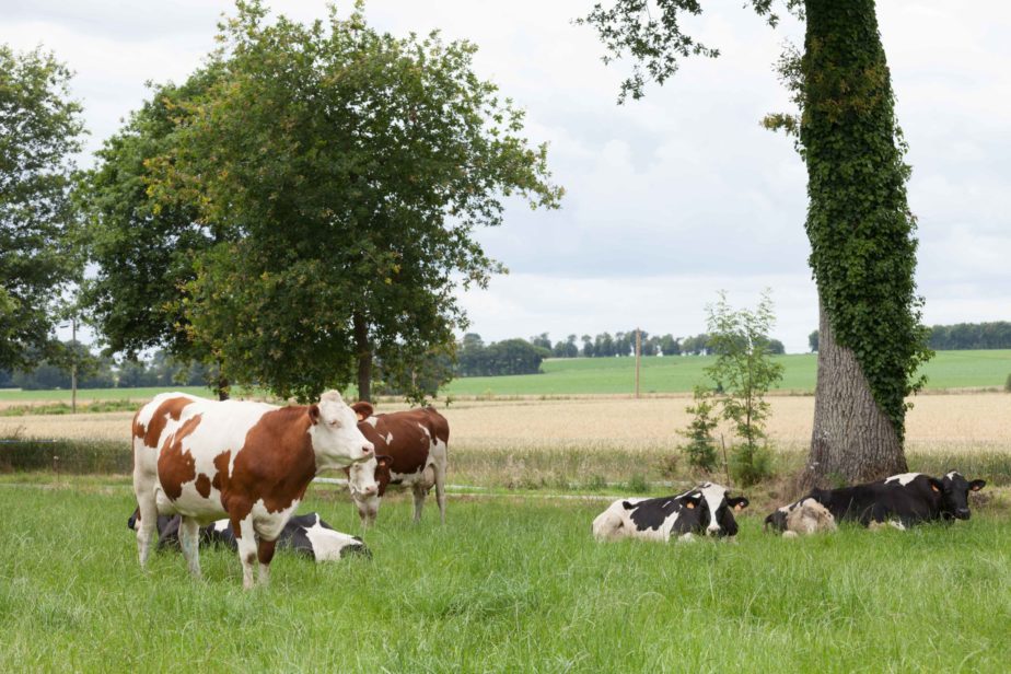 Territoire-centre-val-de-loire-cereale-vaches-laitieres-grand-fermage