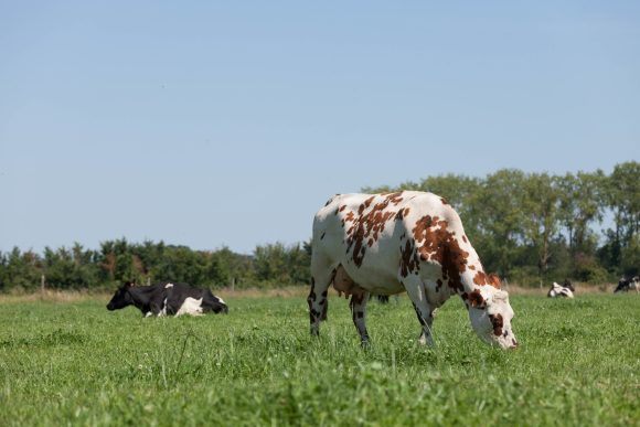 Territoire-centre-val-de-loire-vaches-laitieres-grand-fermage