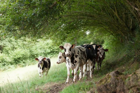 Territoire-normandie-bocage-vaches-laitieres-grand-fermage