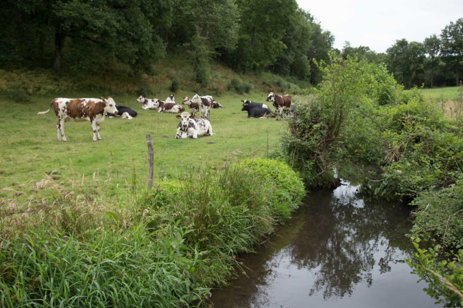 Territoire-normandie-la-vie-dans-les-prairies-grand-fermage