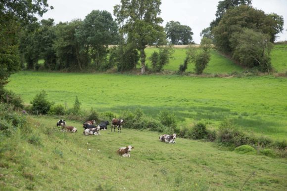 Territoire-normandie-vaches-climat-grand-fermage