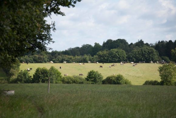 Territoire-pays-de-la-loire-vaches-laitieres-grand-fermage