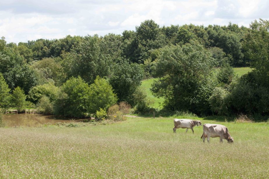 Territoire-pays-de-la-loire-vaches-laitieres-paturage-grand-fermage