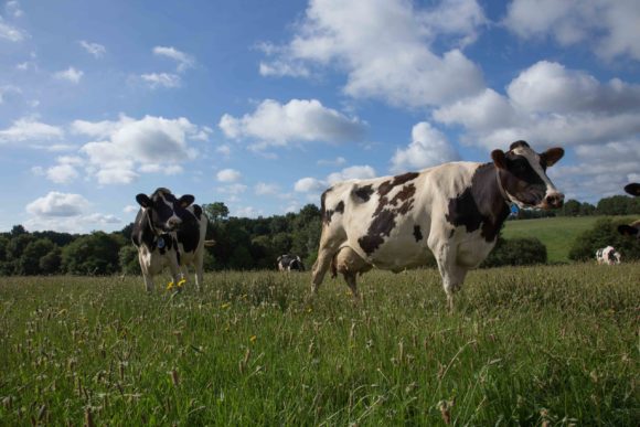 Territoire-pays-de-la-loire-vaches-laitieres-region-polyculture-elevage-grand-fermage