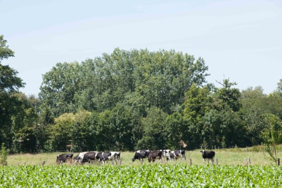 Territoire-poitou-charentes-climat-entre-terre-et-mer-vaches-laitieres-grand-fermage