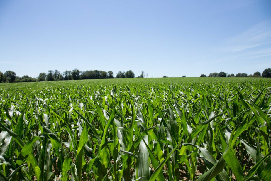 Territoire-poitou-charentes-maïs-terre-fertile-grand-fermage