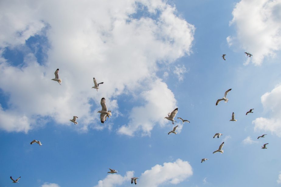 Territoire-poitou-charentes-oiseaux-migrateurs-biodiversite-grand-fermage