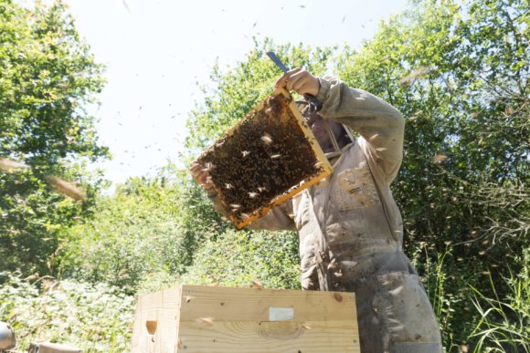 Territoire-rhone-alpes-abeilles-ruches-grand-fermage