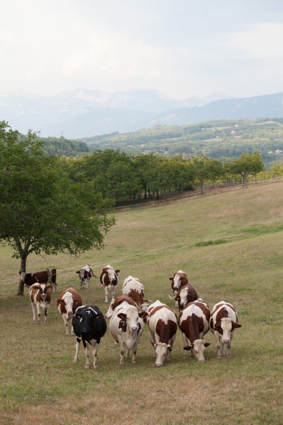 Territoire-rhone-alpes-eleveur-vaches-laitieres-temperature-grand-fermage