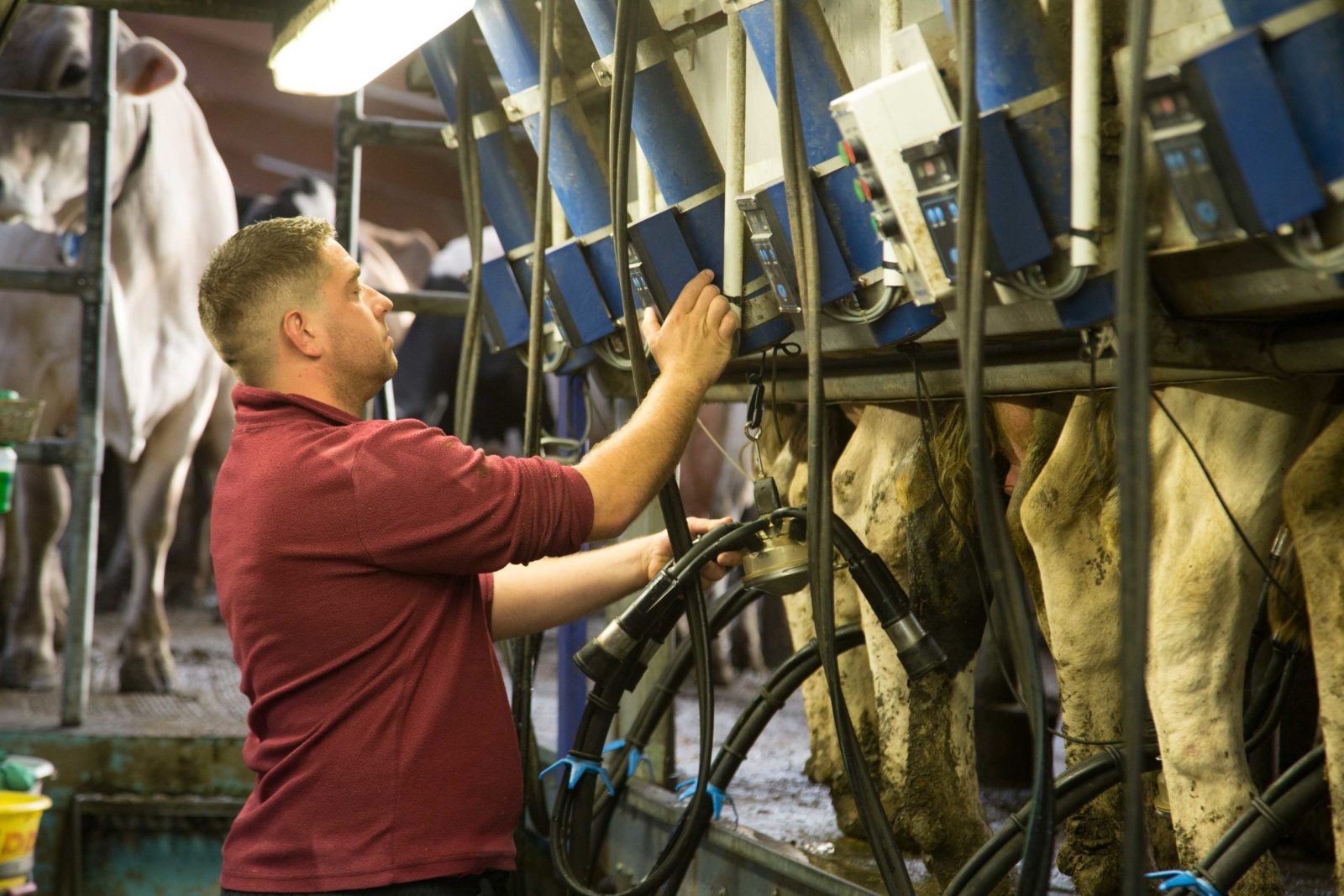 Valentin-quotidien-des-eleveurs-vaches-laitieres-deuxieme-traite-grand-fermage