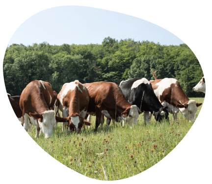 well-being-animal-feeding-weed-pasture-dairy-cows-grand-fermage