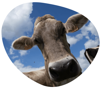 well-being-animal-commitments-cows-milk-milk-farming