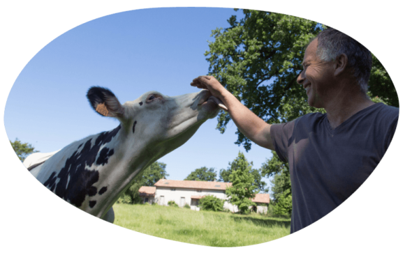 animal-well-being-dairy-cows-breeders-grand-fermage