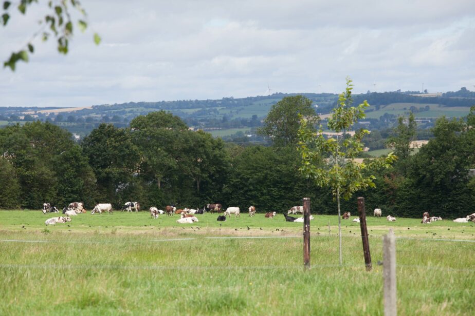 Territoire-normandie-vaches-laitieres-eleveur-grand-fermage