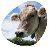 cooperative-territoire-pays-de-la-loire-vaches-laitieres-lait-francais-grand-fermage