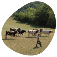 eleveurs-passionnes-et-engages-champ-paturage-vaches-laitieres-et-eleveur-grand-fermage