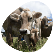 cooperative-territoire-pays-de-la-loire-vaches-laitieres-lait-francais-paturage-grand-fermage