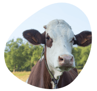 cooperative-territoire-rhone-alpes-vaches-laitieres-lait-francais-grand-fermage