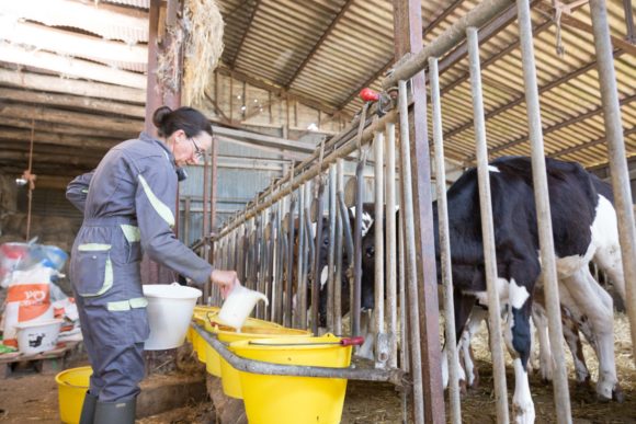 animal-well-being-dairy-cows-breeders-grand-fermage