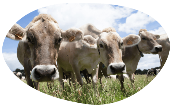 bulle-cooperative-vaches-laitieres-lait-francais-paturage-grand-fermage-nos-projets-et-partenariats