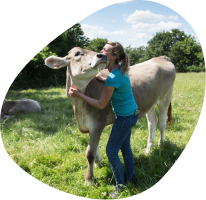 bulle-bas-de-page-tiphaine-eleveuse-vaches-laitieres-bretagne-grand-fermage-calin-vache