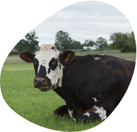 vaches-laitieres-elevage-paturages-paysage-100%-lait-francais-grand-fermage