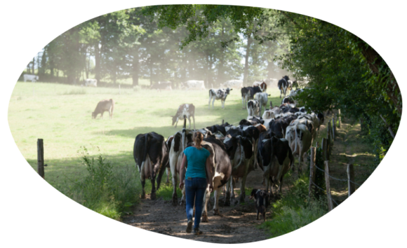 bulle-vaches-laitieres-agriculture-grand-fermage