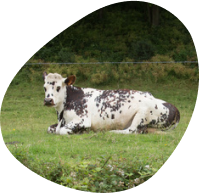 vaches-laitieres-elevage-paturages-paysage-grand-fermage-vache-normande