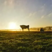 post-instagram-vache-grand-fermage